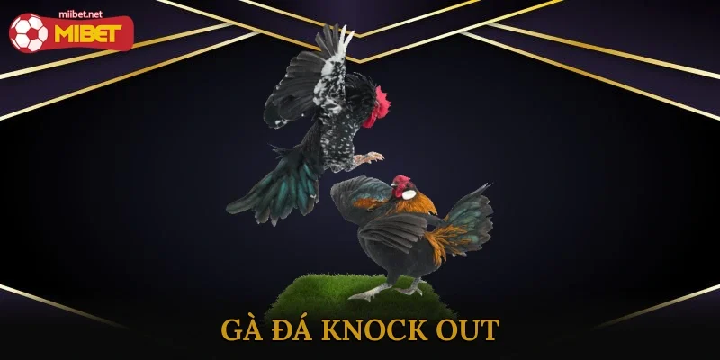 Gà Đá Knock Out